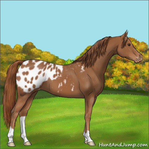 Horse Color:Chestnut Appaloosa 