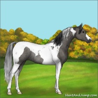 Horse Color:Grullo Tobiano Rabicano Brindle 