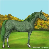 Horse Color:Watercolor Black Ice 