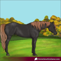 Horse Color:Liver Chestnut 