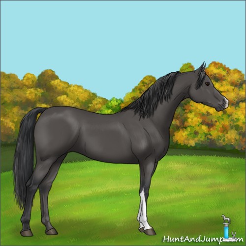 Horse Color:Black 