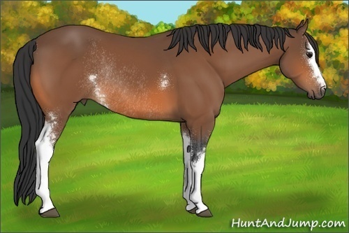 Horse Color:White Spotted Bay Rabicano 