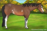 Horse Color:White Spotted Bay Rabicano