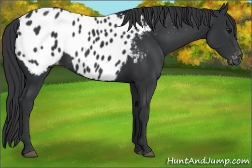 Horse Color:Black Appaloosa 