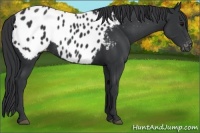 Horse Color:Black Appaloosa 