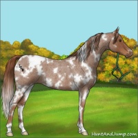 Horse Color:White Spotted Red Roan 