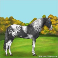 Horse Color:White Spotted Black Splash Tobiano Frame Appaloosa 