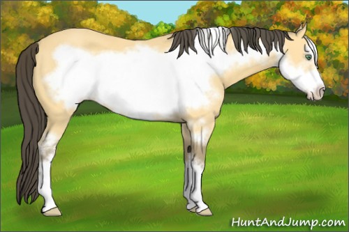 Horse Color:Amber Cream Champagne Frame