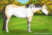 Horse Color:Amber Cream Champagne Frame