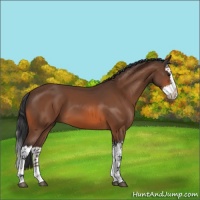 Horse Color:Bay Splash 