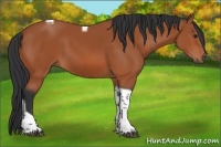 Horse Color:Bay Sabino Tobiano 