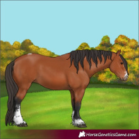 Horse Color:Bay Sabino Tobiano