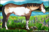 Horse Color:Bay Onyx Sabino Frame Rabicano