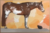 Horse Color:White Spotted Liver Chestnut Frame 