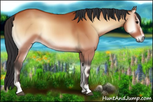 Horse Color:Bay Onyx Sabino