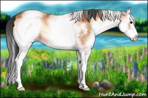 Horse Color:White Spotted Bay Onyx Splash 