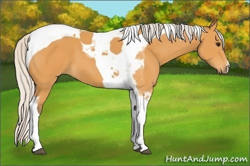 Horse Color:Silver Buckskin Tobiano 