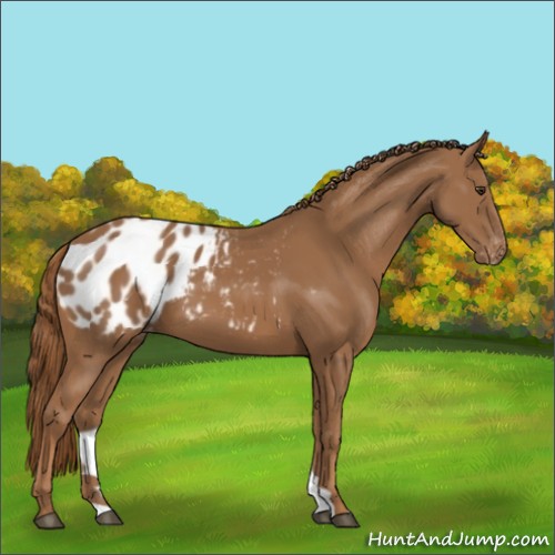 Horse Color:Chestnut Appaloosa 