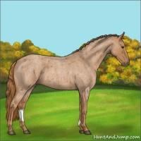 Horse Color:Red Roan 
