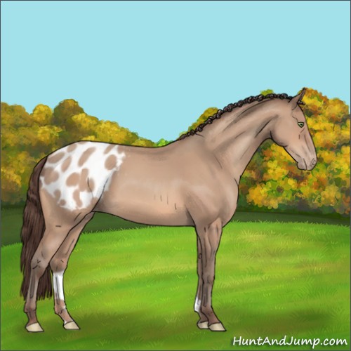 Horse Color:Amber Champagne Appaloosa 