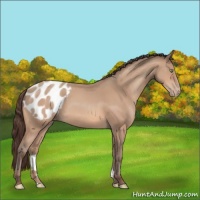 Horse Color:Amber Champagne Appaloosa 
