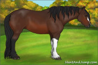 Horse Color:Gray Bay 