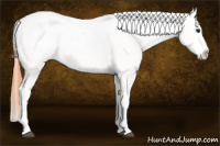 Horse Color:White Spotted Bay Appaloosa 