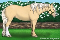 Horse Color:Gold Cream Champagne 