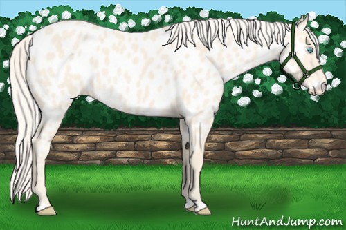 Horse Color:Cremello Appaloosa