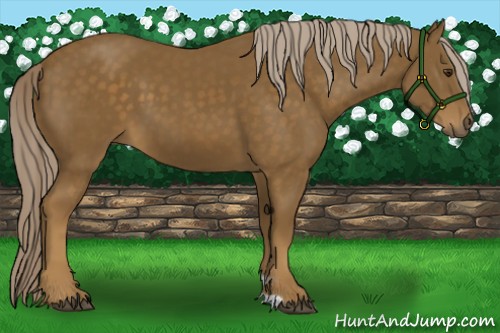 Horse Color:Chocolate Palomino 