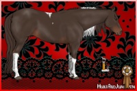 Horse Color:Liver Chestnut Tobiano 