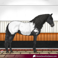 Horse Color:Black Appaloosa 