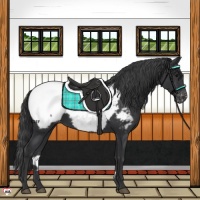 Horse Color:Black Appaloosa 
