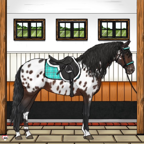 Horse Color:Brown Appaloosa 
