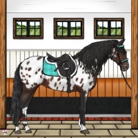 Horse Color:Brown Appaloosa