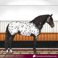Horse Color:Brown Near Leopard 