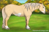 Horse Color:Palomino Dun Frame 