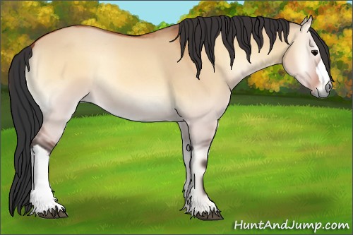 Horse Color:Bay Onyx 