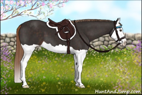 Horse Color:Liver Chestnut Splash