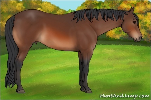 Horse Color:Bay 