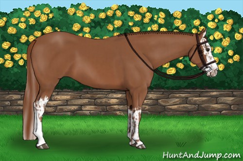 Horse Color:Chestnut  and Chestnut Splash 