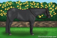 Horse Color:Black  and Black 