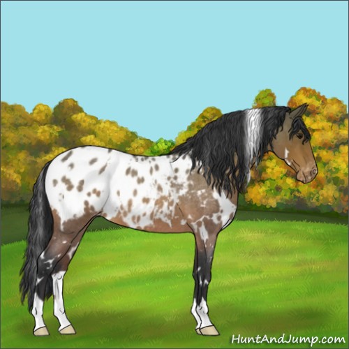 Horse Color:White Spotted Bay Roan Blanket 
