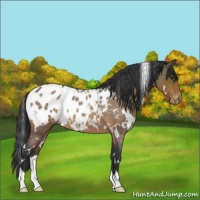 Horse Color:White Spotted Bay Roan Blanket 