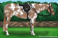 Horse Color:White Spotted Chestnut 