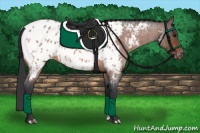 Horse Color:Bay Roan Appaloosa 