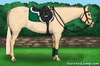 Horse Color:Palomino Roan 