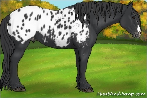 Horse Color:Black Appaloosa 