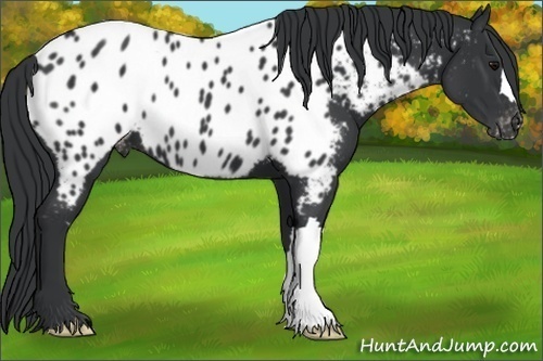 Horse Color:Black Appaloosa 
