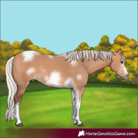 Horse Color:Silver Bay Dun Sabino Tobiano Frame Rabicano 